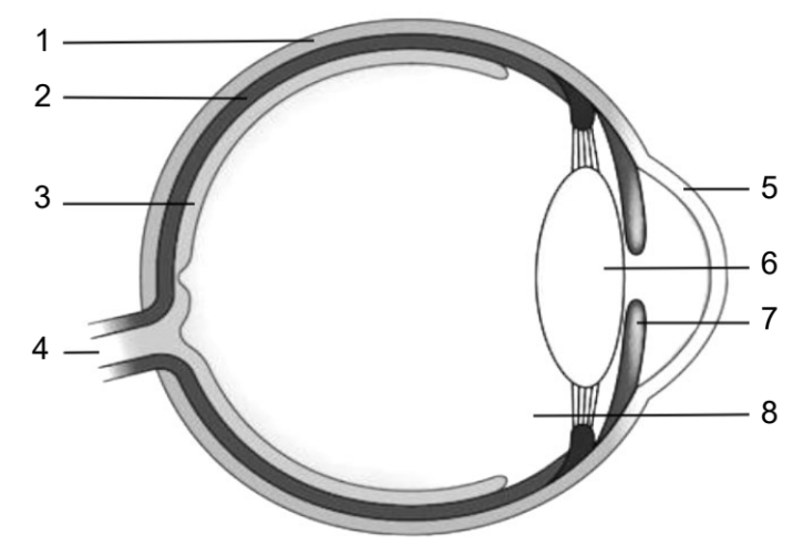 Schematische Darstellung eines menschlichen Auges im Querschnitt mit Beschriftungen.